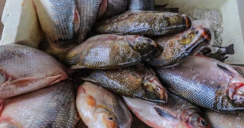 Peixes em São Luís, no Maranhão, poderiam causar sérios danos à saúde (Foto: Reprodução/ Internet) Peixes em São Luís, no Maranhão, poderiam causar sérios danos à saúde (Foto: Reprodução/ Internet)