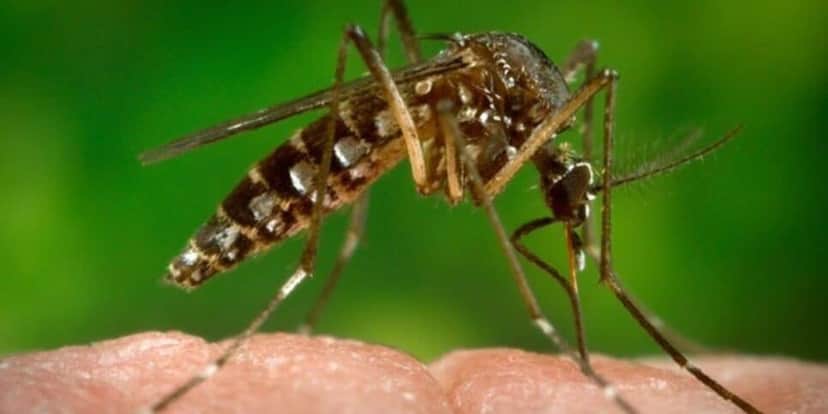 Zika Vírus afetou milhares de pessoas nos últimos meses (Reprodução: Internet) Zika Vírus afetou milhares de pessoas nos últimos meses (Reprodução: Internet)