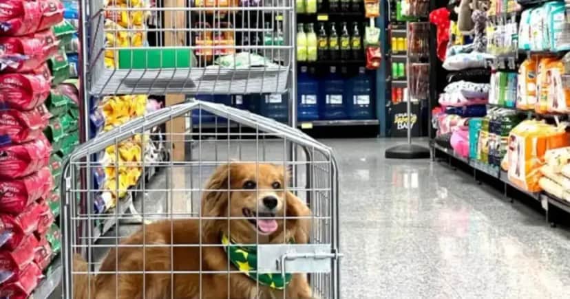 Pets em supermercados - Foto: Internet Pets em supermercados - Foto: Internet