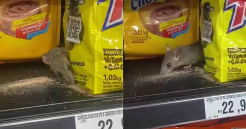 Cliente flagra rato comendo achocolatado em prateleira de supermercado de SP - Foto: g1 Cliente flagra rato comendo achocolatado em prateleira de supermercado de SP - Foto: g1