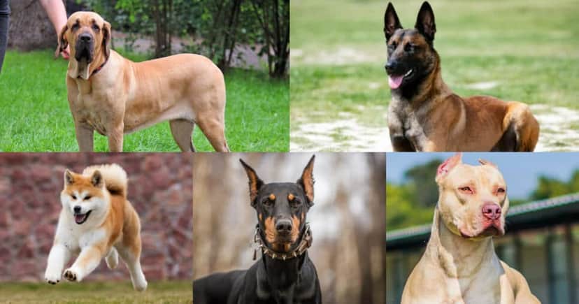 Cães que não podem entrar nos shoppings de Salvador, BA (Foto: Reprodução/Montagem TV Foco)