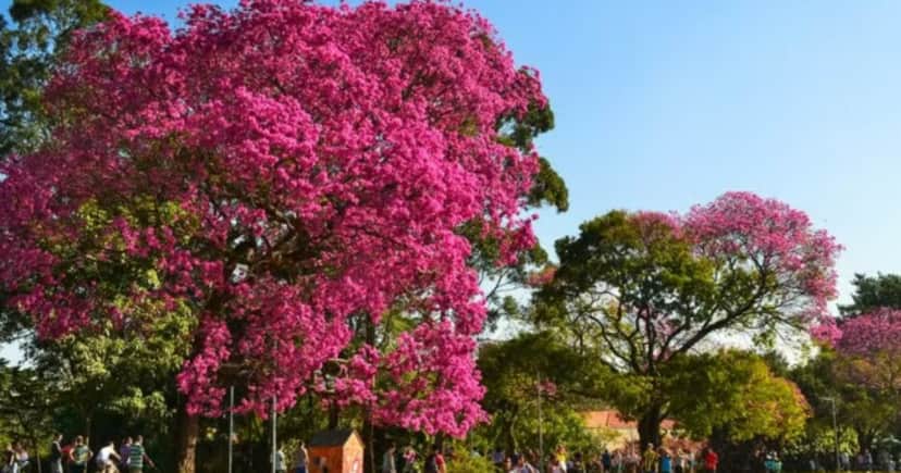 Primavera 2025 (Foto: Flickr) Primavera 2025 (Foto: Flickr)