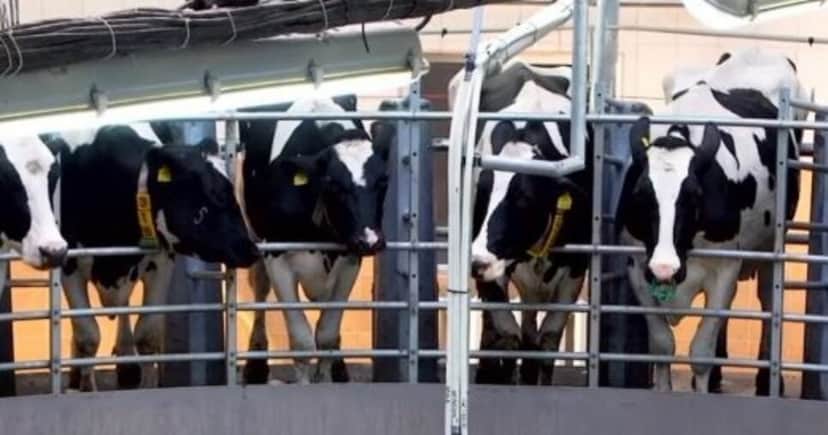 Vacas leiteiras pertencentes ao império de Amado Batista (Foto Reprodução/Instagram) Vacas leiteiras pertencentes ao império de Amado Batista (Foto Reprodução/Instagram)