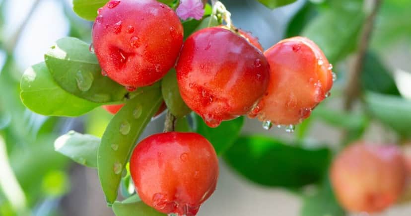 Acerola (Foto: Canva) Acerola (Foto: Canva)