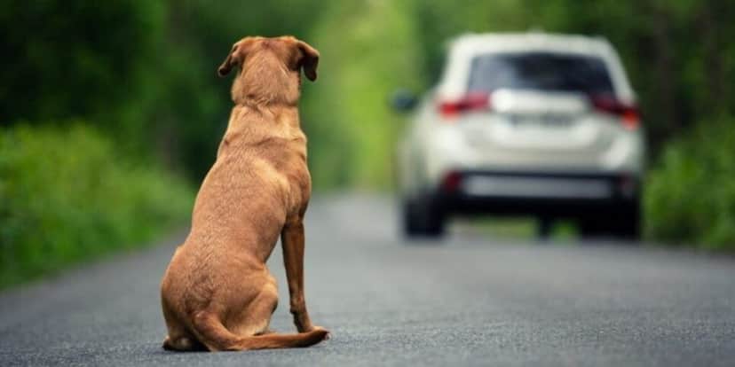Abandonar cachorro utilizando um carro pode virar infração gravíssima (Reprodução: Divulgação) Abandonar cachorro utilizando um carro pode virar infração gravíssima (Reprodução: Divulgação)