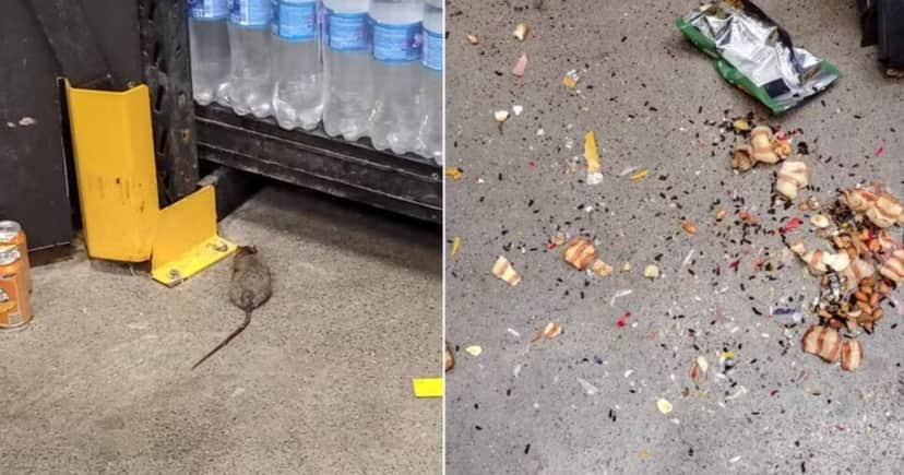 Rato e sujeira em supermercado (Foto: Reprodução / Redes sociais) Rato e sujeira em supermercado (Foto: Reprodução / Redes sociais)