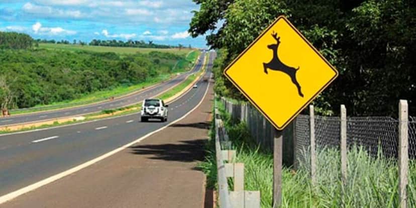 Placa que indica animal na pista (Reprodução: Divulgação) Placa que indica animal na pista (Reprodução: Divulgação)