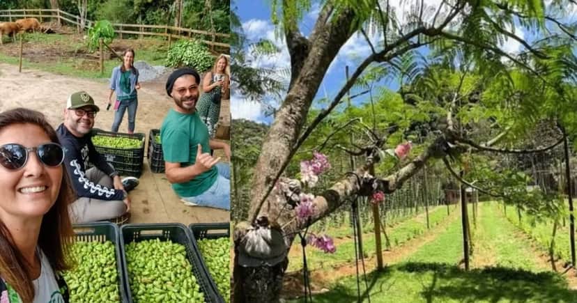 Thiago Lacerda e a colheita do lúpulo (Foto Reprodução/Instagram) Thiago Lacerda e a colheita do lúpulo (Foto Reprodução/Instagram)