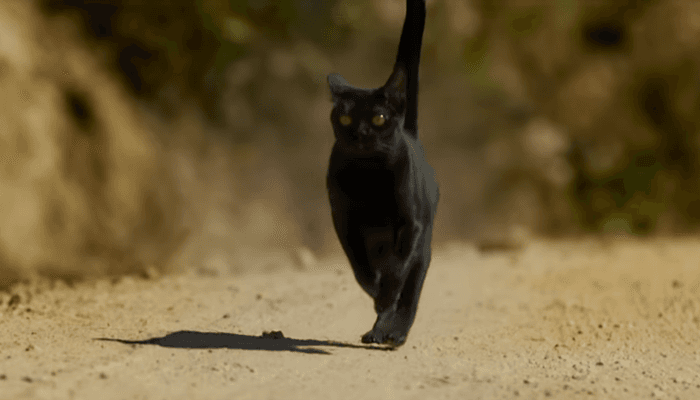 O gato León em O Sétimo Guardião (Foto: Reprodução/Globo) O gato León em O Sétimo Guardião (Foto: Reprodução/Globo)