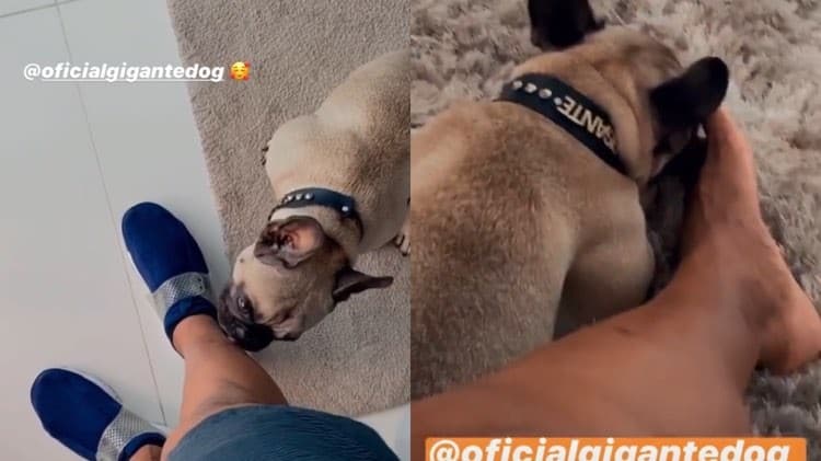 Gigante, o cachorro de Léo Santana se acaba de lamber a perna do dono (Montagem: TV Foco) Gigante, o cachorro de Léo Santana se acaba de lamber a perna do dono (Montagem: TV Foco)