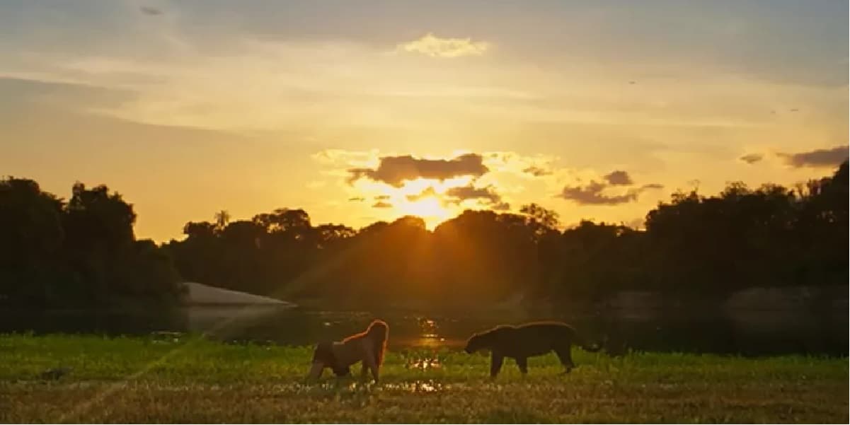 Imagem do post Imagem do post