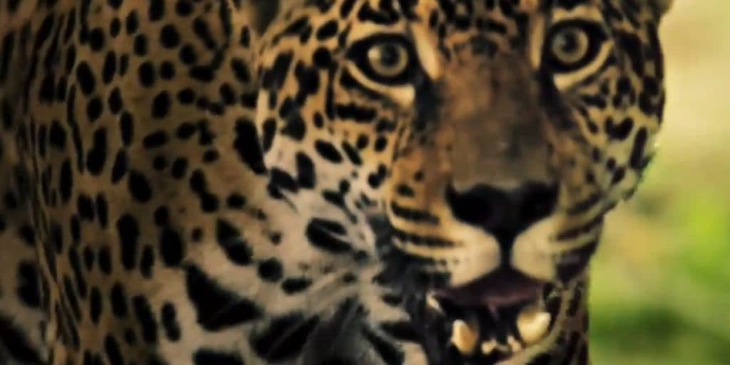 Pantanal: Ilusão ou real? Descubra "quem é" a onça-pintada da novela