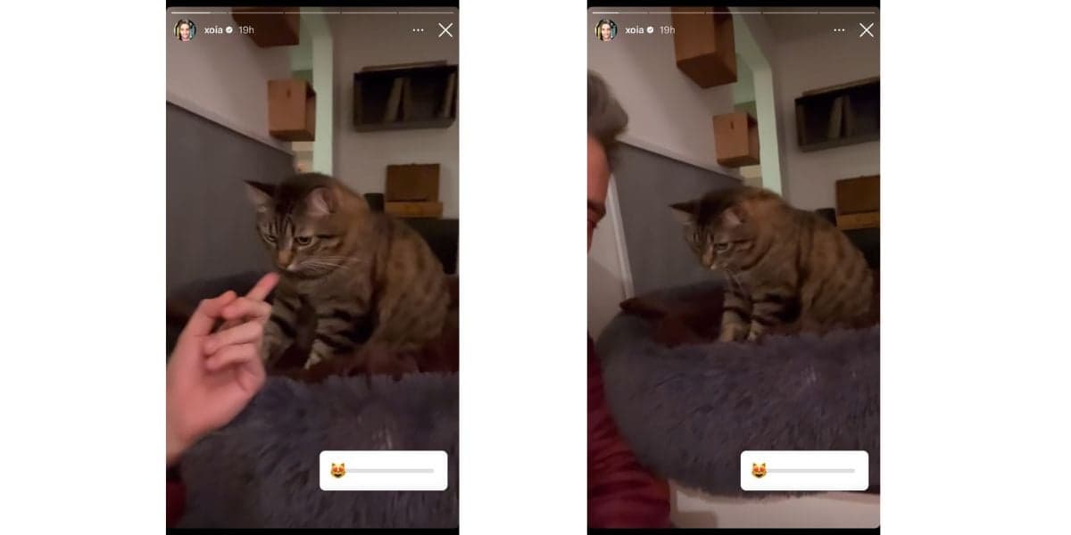 De acordo com Tiago Scheuer, gato é seu novo amigo (Reprodução) De acordo com Tiago Scheuer, gato é seu novo amigo (Reprodução)