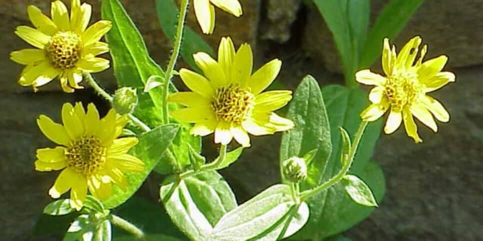 Arnica é uma planta com flores amarelas (Reprodução: Canva) Arnica é uma planta com flores amarelas (Reprodução: Canva)