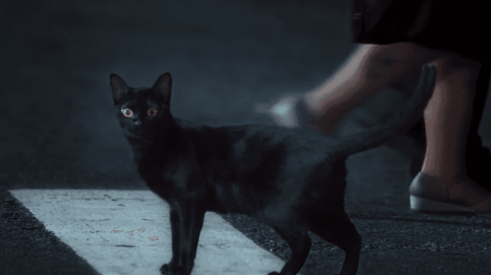 O gato León em cena de O Sétimo Guardião (Foto: Reprodução/Globo) O gato León em cena de O Sétimo Guardião (Foto: Reprodução/Globo)