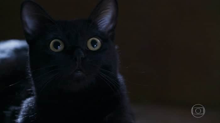 O gato León em O Sétimo Guardião (Foto: Reprodução/Globo) O gato León em O Sétimo Guardião (Foto: Reprodução/Globo)
