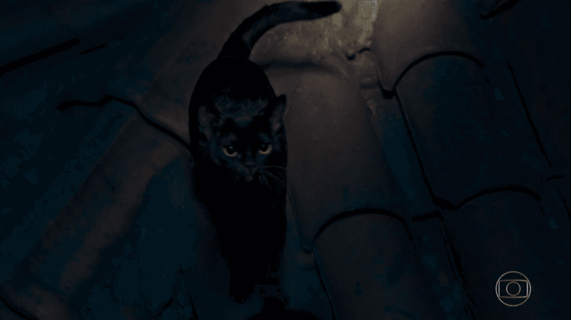 O gato León em O Sétimo Guardião (Foto: Reprodução/Globo) O gato León em O Sétimo Guardião (Foto: Reprodução/Globo)