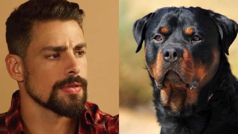 Cauã Reymond é flagrado junto com seu cão, Romeu (Montagem: TV Foco) Cauã Reymond é flagrado junto com seu cão, Romeu (Montagem: TV Foco)