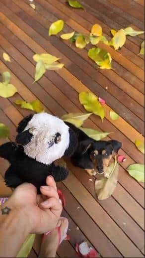 Nos Stories, Giovanna Ewbank compartilhando momento em que sua cachorrinha destrói objeto de valor (Foto: Reprodução) Nos Stories, Giovanna Ewbank compartilhando momento em que sua cachorrinha destrói objeto de valor (Foto: Reprodução)