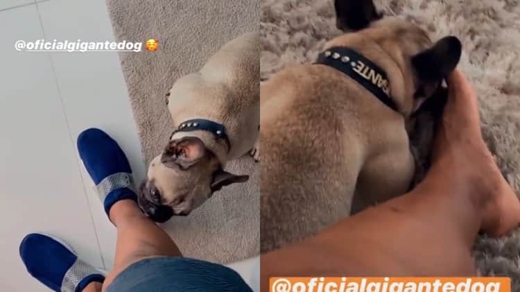 Gigante, o cachorro de Léo Santana se acaba de lamber a perna do dono (Montagem: TV Foco) Gigante, o cachorro de Léo Santana se acaba de lamber a perna do dono (Montagem: TV Foco)
