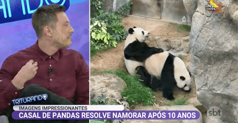 O programa Triturando mostrou uma cena de sexo animal ao vivo (Foto: reprodução/SBT) O programa Triturando mostrou uma cena de sexo animal ao vivo (Foto: reprodução/SBT)