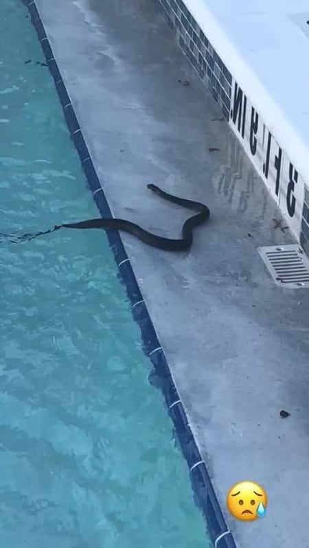 Cobra na piscina do casal (Foto: Reprodução) Cobra na piscina do casal (Foto: Reprodução)