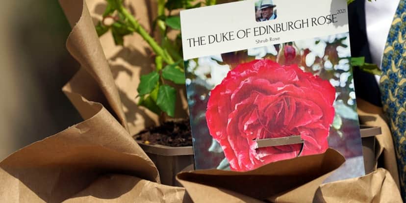 Rosa desenvolvida pela The Royal Horticultural Society em homenagem ao príncipe Philip (Foto: Reprodução) Rosa desenvolvida pela The Royal Horticultural Society em homenagem ao príncipe Philip (Foto: Reprodução)