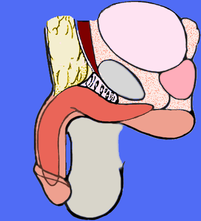 Note na animação acima o ganho em comprimento da lipoaspiração na região pubiana (roxo), o ganho da secção no ligamento (verde) e a retirada do excesso de pele da região pênis escrotal (amarelo). Note na animação acima o ganho em comprimento da lipoaspiração na região pubiana (roxo), o ganho da secção no ligamento (verde) e a retirada do excesso de pele da região pênis escrotal (amarelo).