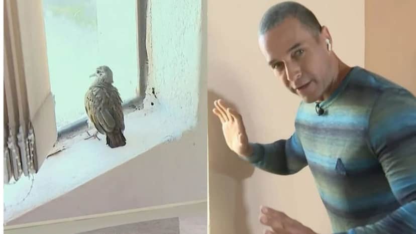 Fabrício Battaglini e uma rolinha que invadiu sua reportagem (Foto: Reprodução/Montagem) Fabrício Battaglini e uma rolinha que invadiu sua reportagem (Foto: Reprodução/Montagem)