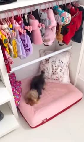 Doralice, cachorrinha de Xuxa Meneghel, tem um quarto com roupas, cama e closet (Foto: Reprodução) Doralice, cachorrinha de Xuxa Meneghel, tem um quarto com roupas, cama e closet (Foto: Reprodução)