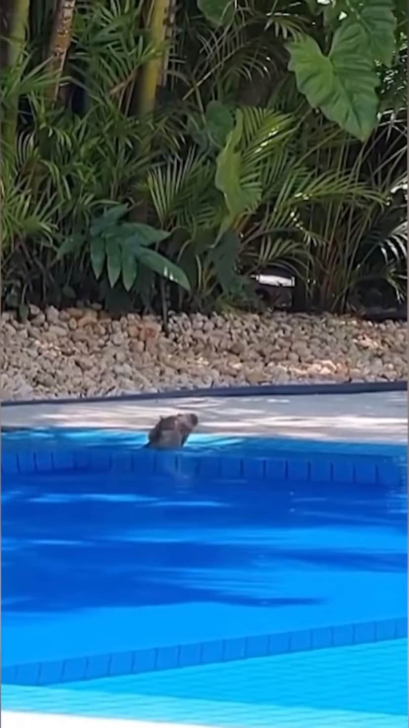 Nas redes sociais, Antônio Fagundes compartilha alguns momentos em sua mansão (Reprodução - Instagram) Nas redes sociais, Antônio Fagundes compartilha alguns momentos em sua mansão (Reprodução - Instagram)