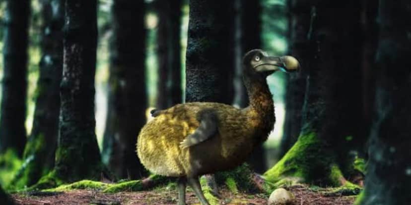 Os dodôs foram vistos pela última vez em 1662 e os cientistas querem o trazer de volta (Reprodução: Internet) Os dodôs foram vistos pela última vez em 1662 e os cientistas querem o trazer de volta (Reprodução: Internet)