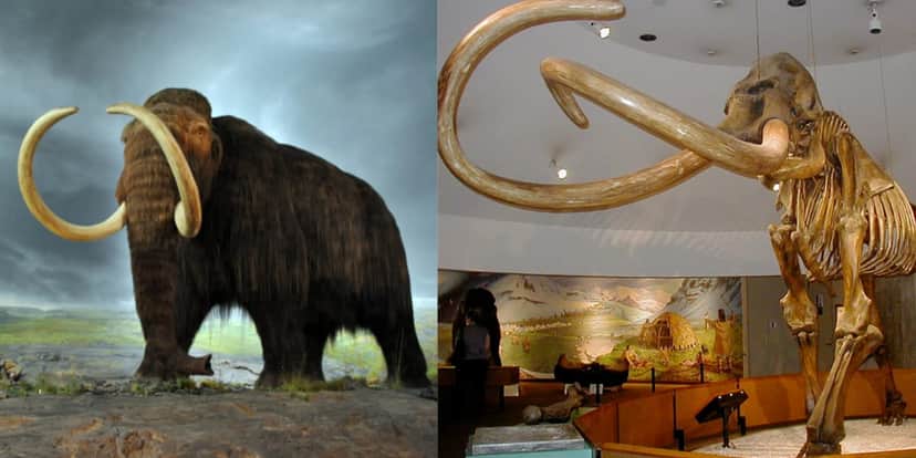 Mamutes podem voltar à vida após mais de 10 mil anos de extinção (Reprodução: Montagem TV Foco) Mamutes podem voltar à vida após mais de 10 mil anos de extinção (Reprodução: Montagem TV Foco)