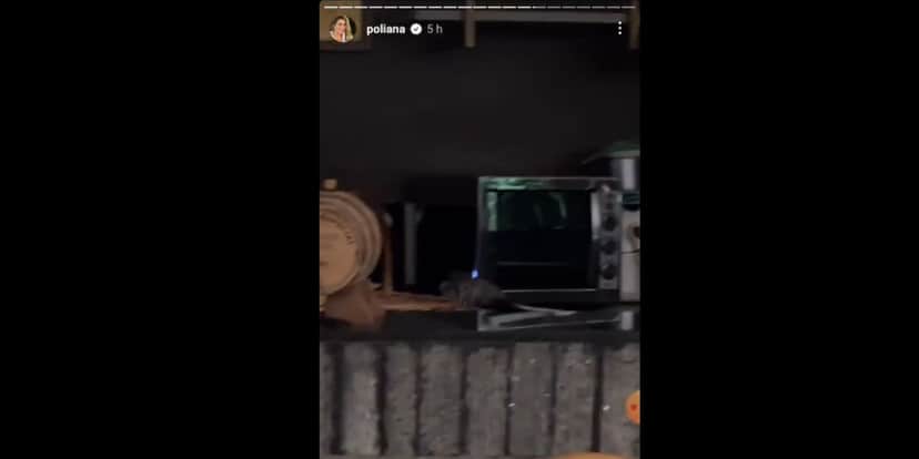 Poliana Rocha mostra gambá em sua mansão (Foto: Reprodução / Instagram) Poliana Rocha mostra gambá em sua mansão (Foto: Reprodução / Instagram)