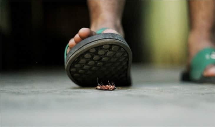 Você precisa saber toda a verdade sobre não poder matar uma barata pisando nela, de forma alguma - Foto Internet Você precisa saber toda a verdade sobre não poder matar uma barata pisando nela, de forma alguma - Foto Internet