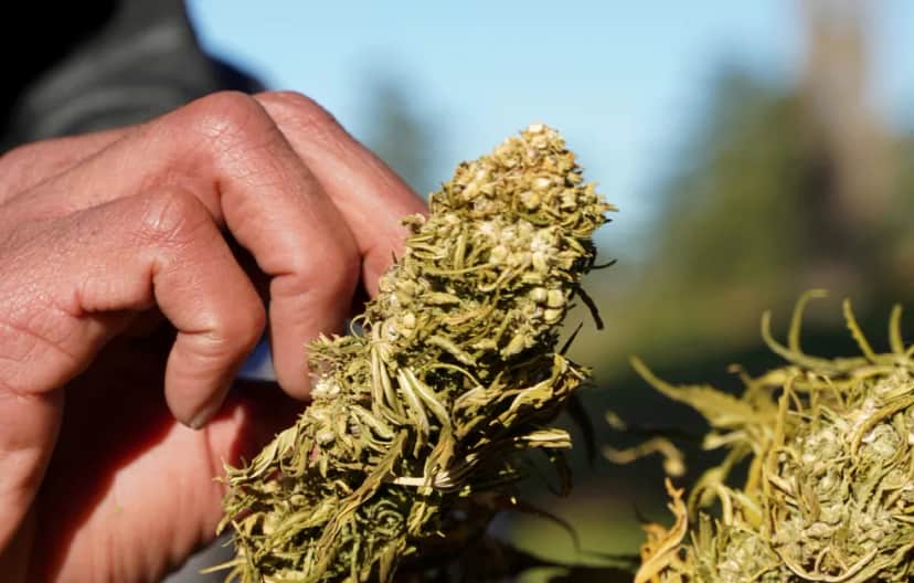 Exemplar de uma flor da planta cannabis — Foto: Stringer/REUTERS/Arquivo Exemplar de uma flor da planta cannabis — Foto: Stringer/REUTERS/Arquivo
