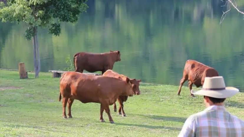Criação de gado e lago na fazenda de Leo Chaves (Foto: Reprodução/ Internet) Criação de gado e lago na fazenda de Leo Chaves (Foto: Reprodução/ Internet)