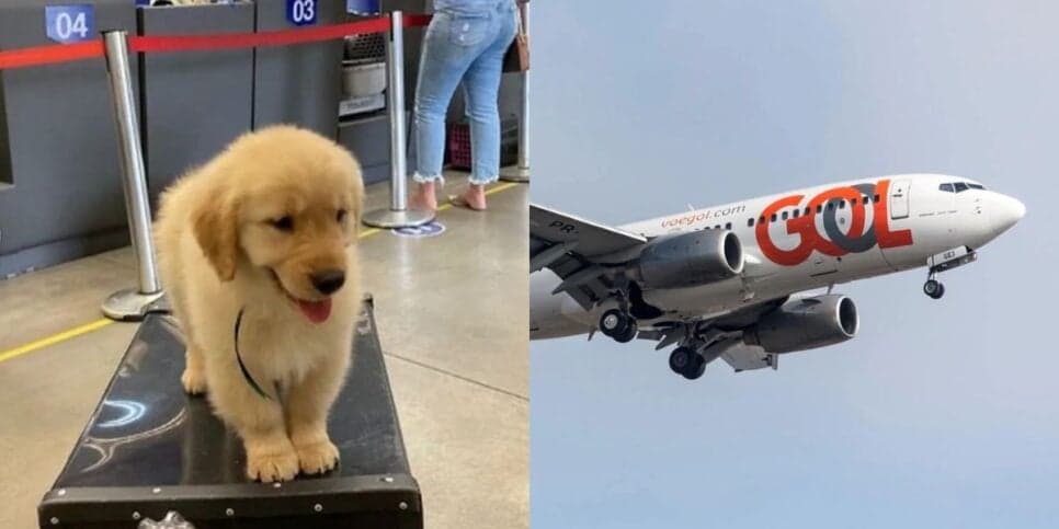 Cachorro é encontrado morto após engano de companhia aérea (Reprodução/G1) Cachorro é encontrado morto após engano de companhia aérea (Reprodução/G1)