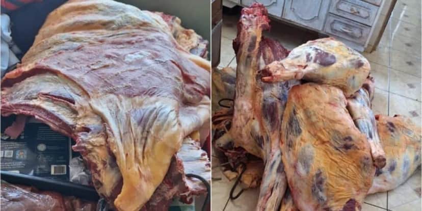 Meia tonelada de carne eram armazenados de forma imprópria em comércios de Bernardino de Campos (Foto: Arquivo pessoal/ G1) Meia tonelada de carne eram armazenados de forma imprópria em comércios de Bernardino de Campos (Foto: Arquivo pessoal/ G1)