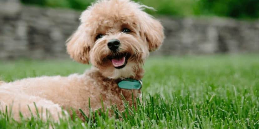 O Poodle além de lindo é a segunda raça canina mais inteligente do mundo (Foto: Reprodução/ Internet) O Poodle além de lindo é a segunda raça canina mais inteligente do mundo (Foto: Reprodução/ Internet)