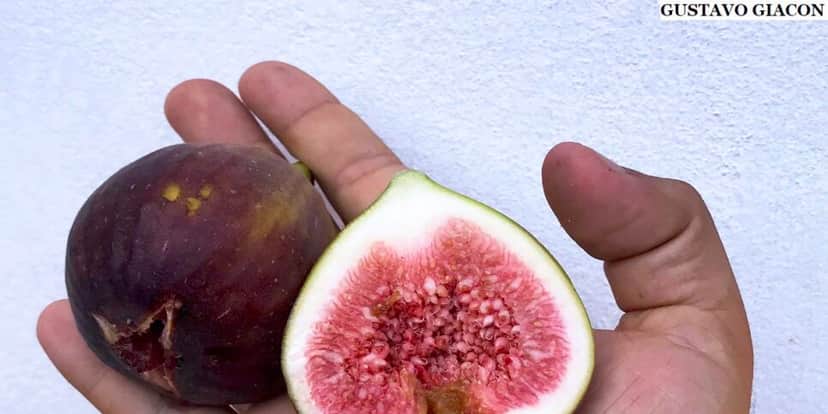 A melhor maneira de consumir o figo é innatura (Foto: Reprodução/Internet) A melhor maneira de consumir o figo é innatura (Foto: Reprodução/Internet)