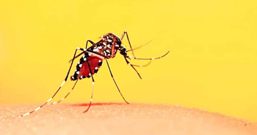O Aedes aegypti é o mosquito transmissor da febre amarela urbana - Foto: Internet O Aedes aegypti é o mosquito transmissor da febre amarela urbana - Foto: Internet