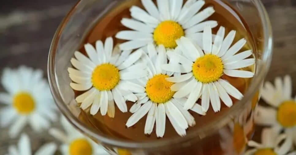 Planta mágica paralisa a flacidez e traz pele de porcelana às 45+ - Foto: Internet Planta mágica paralisa a flacidez e traz pele de porcelana às 45+ - Foto: Internet