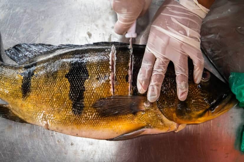 É preciso se manter em alerta quanto aos peixes comercializados (Foto Reprodução/Montagem/Tv Foco/Canva) É preciso se manter em alerta quanto aos peixes comercializados (Foto Reprodução/Montagem/Tv Foco/Canva)