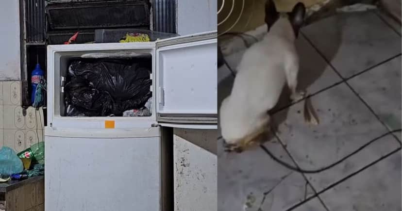 Carne de cachorro e animais mortos encontrados no freezer/Cachorro vivo sem as patas traseiras (Foto Reprodução/Montagem/Redes sociais/Globo) Carne de cachorro e animais mortos encontrados no freezer/Cachorro vivo sem as patas traseiras (Foto Reprodução/Montagem/Redes sociais/Globo)