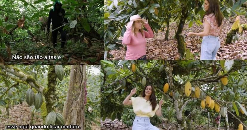 Imagens de Ticiana Villas Boas na lida do cacau (Foto Reprodução/Instagram@tici_villasboas) Imagens de Ticiana Villas Boas na lida do cacau (Foto Reprodução/Instagram@tici_villasboas)