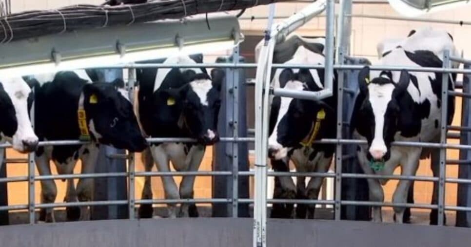 Vacas leiteiras pertencentes ao império de Amado Batista (Foto Reprodução/Instagram) Vacas leiteiras pertencentes ao império de Amado Batista (Foto Reprodução/Instagram)