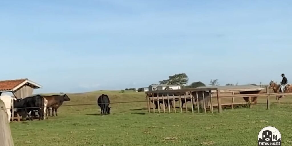 Fazenda Galvão Bueno (Reprodução: Youtube)