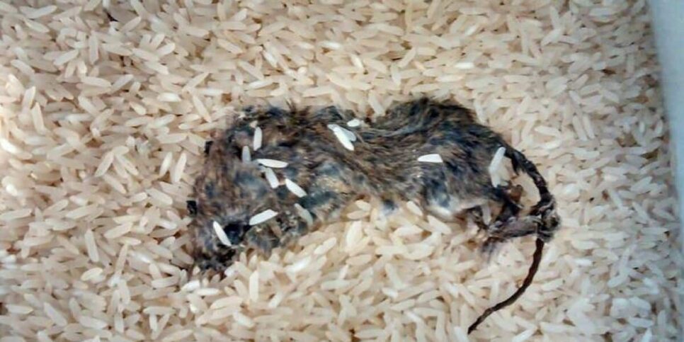 Foram encontrados no arroz fragmentos de insetos inteiros, larvas e até pelos de roedores (Foto Reprodução/Internet)